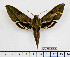  ( - BC-Mel2506)  @14 [ ] Copyright (2010) Tomas Melichar Research Collection of Tomas Mleichar