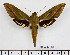 (Xylophanes striatum andensis - BC-Mel2510)  @14 [ ] Copyright (2010) Tomas Melichar Research Collection of Tomas Mleichar