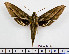  ( - BC-Mel2511)  @13 [ ] Copyright (2010) Tomas Melichar Research Collection of Tomas Mleichar