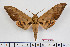  ( - BC-Mel2513)  @11 [ ] Copyright (2010) Tomas Melichar Research Collection of Tomas Mleichar
