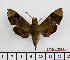  ( - BC-Mel2521)  @14 [ ] Copyright (2010) Tomas Melichar Research Collection of Tomas Mleichar