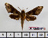  (Rhagastis trilineata - BC-Mel2547)  @14 [ ] Copyright (2010) Tomas Melichar Research Collection of Tomas Mleichar
