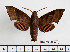  ( - BC-Mel2556)  @13 [ ] Copyright (2010) Tomas Melichar Research Collection of Tomas Mleichar