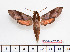  ( - BC-Mel2563)  @15 [ ] Copyright (2010) Tomas Melichar Research Collection of Tomas Mleichar