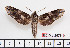  (Nannoparce poeyi haterius - BC-Mel2579)  @14 [ ] Copyright (2010) Tomas Melichar Research Collection of Tomas Mleichar