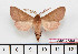  ( - BC-Mel2584)  @13 [ ] Copyright (2010) Tomas Melichar Research Collection of Tomas Mleichar