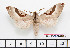  ( - BC-Mel2600)  @14 [ ] Copyright (2010) Tomas Melichar Research Collection of Tomas Mleichar