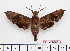  ( - BC-Mel2621)  @13 [ ] Copyright (2010) Tomas Melichar Research Collection of Tomas Mleichar