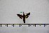  (Macroglossum poecilum - BC-Mel2899)  @12 [ ] Copyright (2013) Tomas Melichar Research Collection of Tomas Mleichar