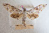  ( - BC-Mel3011)  @13 [ ] Copyright (2013) Tomas Melichar Research Collection of Sphingidae Museum - Czech republic