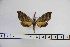  ( - BC-Mel3129)  @13 [ ] Copyright (2014) Tomas Melichar Research Collection of Tomas Mleichar