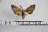  ( - BC-Mel3134)  @13 [ ] Copyright (2014) Tomas Melichar Research Collection of Tomas Mleichar