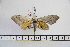  ( - BC-Mel3135)  @14 [ ] Copyright (2014) Tomas Melichar Research Collection of Tomas Mleichar