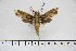  ( - BC-Mel3146)  @14 [ ] Copyright (2014) Tomas Melichar Research Collection of Tomas Mleichar