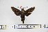  (Macroglossum buruensis - BC-Mel3150)  @13 [ ] Copyright (2014) Tomas Melichar Research Collection of Tomas Mleichar