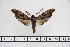  ( - BC-Mel3151)  @14 [ ] Copyright (2014) Tomas Melichar Research Collection of Tomas Mleichar