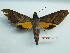  (Gnathothlibus meeki - BC-Mel3204)  @14 [ ] Copyright (2018) Sphingidae Museum-Czech republic Ekologicke centrum Orlov o.p.s.