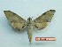  ( - BC-Mel3218)  @13 [ ] Copyright (2018) Sphingidae Museum-Czech republic Ekologicke centrum Orlov o.p.s.