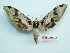 (Adhemarius palmeri - BC-Mel3241)  @14 [ ] Copyright (2018) Sphingidae Museum-Czech republic Ekologicke centrum Orlov o.p.s.