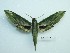  ( - BC-Mel3246)  @11 [ ] Copyright (2018) Sphingidae Museum-Czech republic Ekologicke centrum Orlov o.p.s.