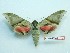  ( - BC-Mel3249)  @14 [ ] Copyright (2018) Sphingidae Museum-Czech republic Ekologicke centrum Orlov o.p.s.