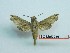  ( - BC-Mel3256)  @11 [ ] Copyright (2018) Sphingidae Museum-Czech republic Ekologicke centrum Orlov o.p.s.