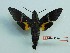  ( - BC-Mel3276)  @14 [ ] Copyright (2018) Sphingidae Museum-Czech republic Ekologicke centrum Orlov o.p.s.
