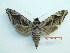  ( - BC-Mel3285)  @11 [ ] Copyright (2018) Sphingidae Museum-Czech republic Ekologicke centrum Orlov o.p.s.