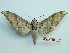  ( - BC-Mel3288)  @11 [ ] Copyright (2018) Sphingidae Museum-Czech republic Ekologicke centrum Orlov o.p.s.