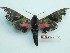  ( - BC-Mel3295)  @11 [ ] Copyright (2018) Sphingidae Museum-Czech republic Ekologicke centrum Orlov o.p.s.