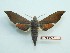  (Dahira rubiginosa rubiginosa - BC-Mel3307)  @11 [ ] Copyright (2018) Sphingidae Museum-Czech republic Ekologicke centrum Orlov o.p.s.