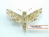  ( - BC-Mel3313)  @11 [ ] Copyright (2018) Sphingidae Museum-Czech republic Ekologicke centrum Orlov o.p.s.