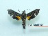  (Neogurelca himachala himachala - BC-Mel3337)  @11 [ ] Copyright (2018) Sphingidae Museum-Czech republic Ekologicke centrum Orlov o.p.s.