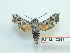  ( - BC-Mel3344)  @11 [ ] Copyright (2018) Sphingidae Museum-Czech republic Ekologicke centrum Orlov o.p.s.