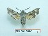  ( - BC-Mel3345)  @11 [ ] Copyright (2018) Sphingidae Museum-Czech republic Ekologicke centrum Orlov o.p.s.