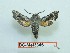  ( - BC-Mel3346)  @11 [ ] Copyright (2018) Sphingidae Museum-Czech republic Ekologicke centrum Orlov o.p.s.