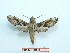  ( - BC-Mel3369)  @11 [ ] Copyright (2018) Sphingidae Museum-Czech republic Ekologicke centrum Orlov o.p.s.
