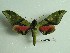  ( - BC-Mel3376)  @13 [ ] Copyright (2018) Sphingidae Museum-Czech republic Ekologicke centrum Orlov o.p.s.