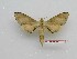  ( - BC-Mel3490)  @11 [ ] Copyright (2019) Sphingidae Museum-Czech republic Ekologicke centrum Orlov o.p.s.