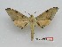  ( - BC-Mel3529)  @11 [ ] Copyright (2019) Sphingidae Museum-Czech republic Ekologicke centrum Orlov o.p.s.
