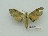  ( - BC-Mel3597)  @11 [ ] Copyright (2019) Sphingidae Museum-Czech republic Ekologicke centrum Orlov o.p.s.