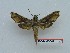  ( - BC-Mel3649)  @11 [ ] Copyright (2019) Sphingidae Museum-Czech republic Ekologicke centrum Orlov o.p.s.