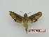  ( - BC-Mel3650)  @11 [ ] Copyright (2019) Sphingidae Museum-Czech republic Ekologicke centrum Orlov o.p.s.