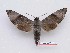  ( - BC-Mel3653)  @11 [ ] Copyright (2019) Sphingidae Museum-Czech republic Ekologicke centrum Orlov o.p.s.