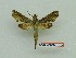  ( - BC-Mel3658)  @11 [ ] Copyright (2019) Sphingidae Museum-Czech republic Ekologicke centrum Orlov o.p.s.