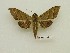  ( - BC-Mel3666)  @11 [ ] Copyright (2019) Sphingidae Museum-Czech republic Ekologicke centrum Orlov o.p.s.