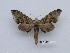 ( - BC-Mel3671)  @11 [ ] Copyright (2019) Sphingidae Museum-Czech republic Ekologicke centrum Orlov o.p.s.