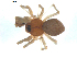  (Gonatium crassipalpus - BIOUG00628-A07)  @13 [ ] CC-0  G. Blagoev 2010 Unspecified
