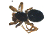  ( - BIOUG00628-G11)  @12 [ ] CC-0  G. Blagoev 2010 Unspecified