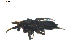  ( - BIOUG00630-D07)  @12 [ ] CC-0  G. Blagoev 2010 Unspecified